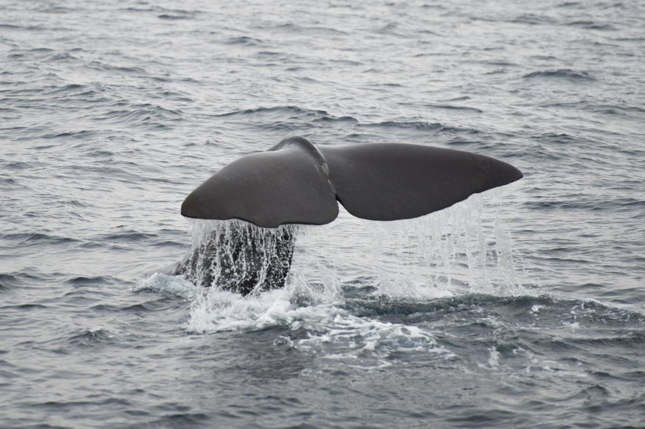 Apt 101 - Andenes Whale Safari Apartments Екстериор снимка